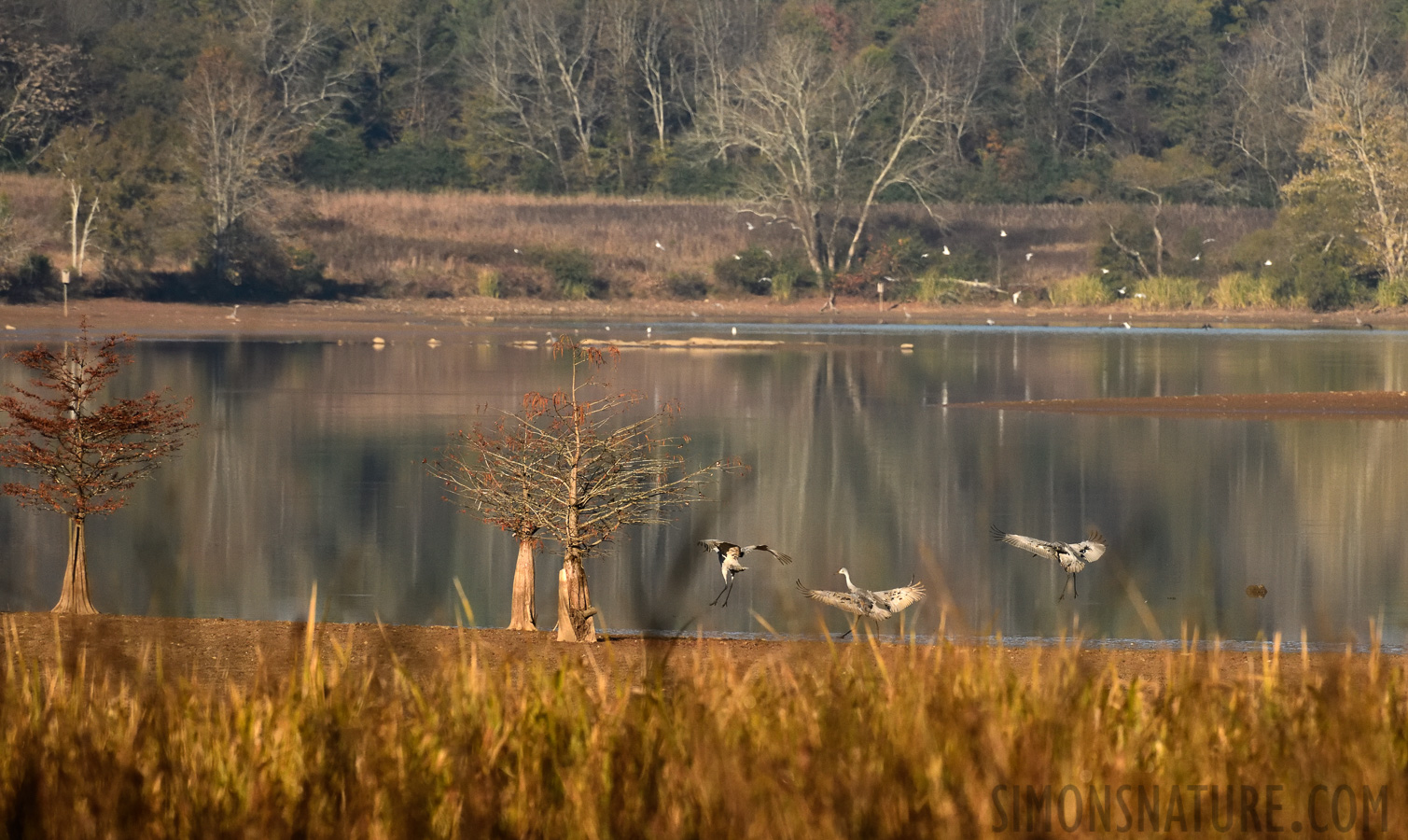 [400 mm, 1/3200 sec at f / 9.0, ISO 1600]